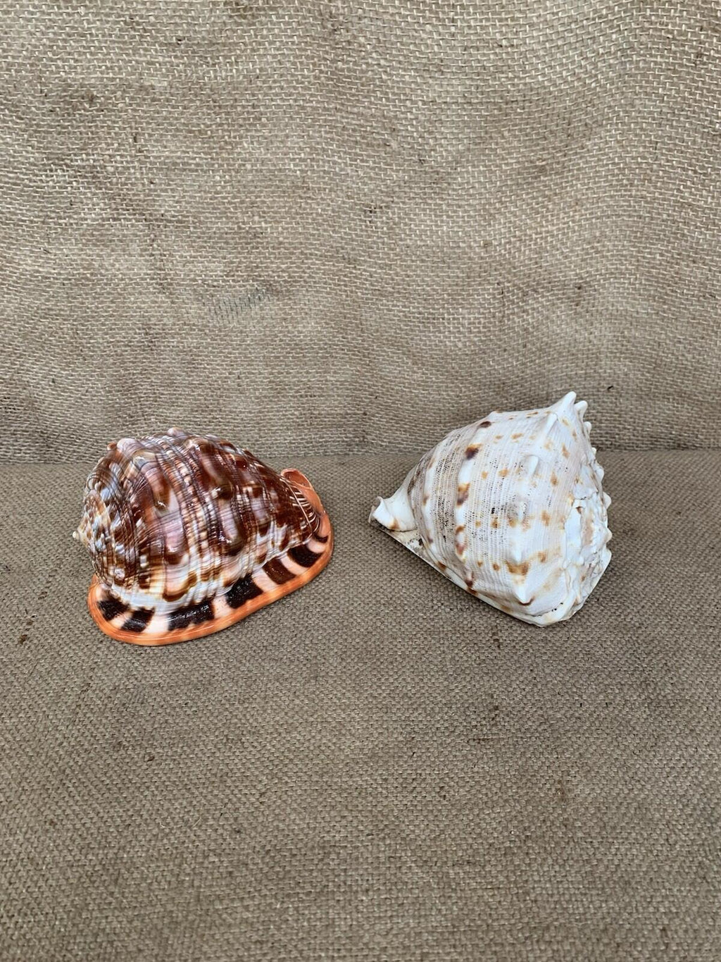 Natural Shell X 2 Medium