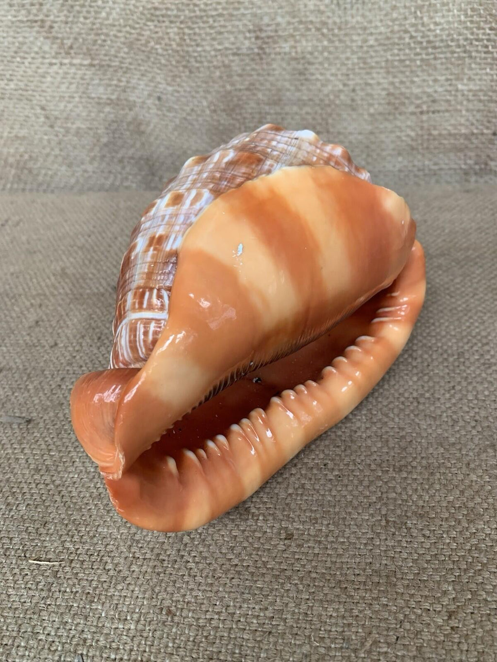 Natural Shell X 2 Medium