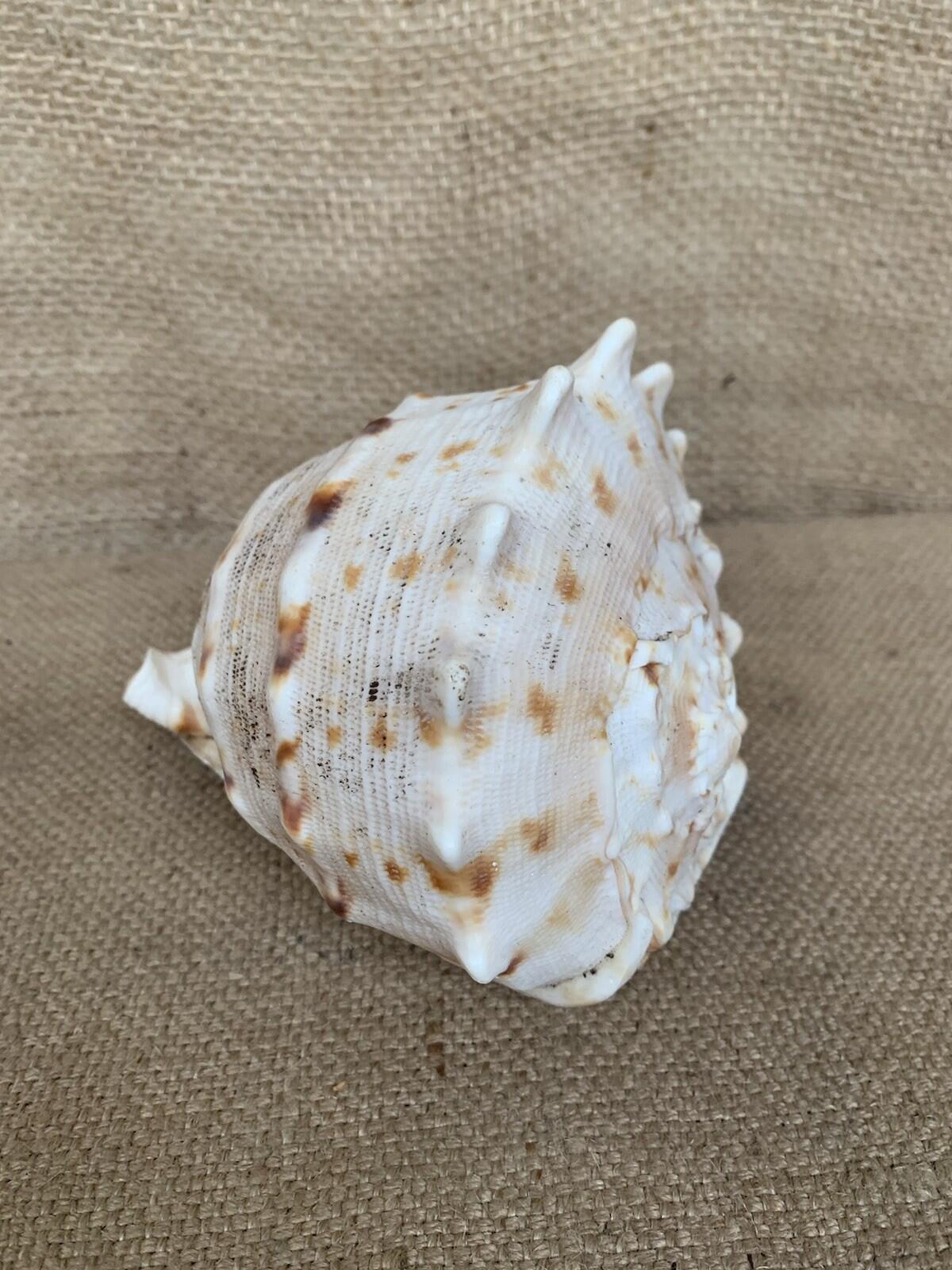 Natural Shell X 2 Medium
