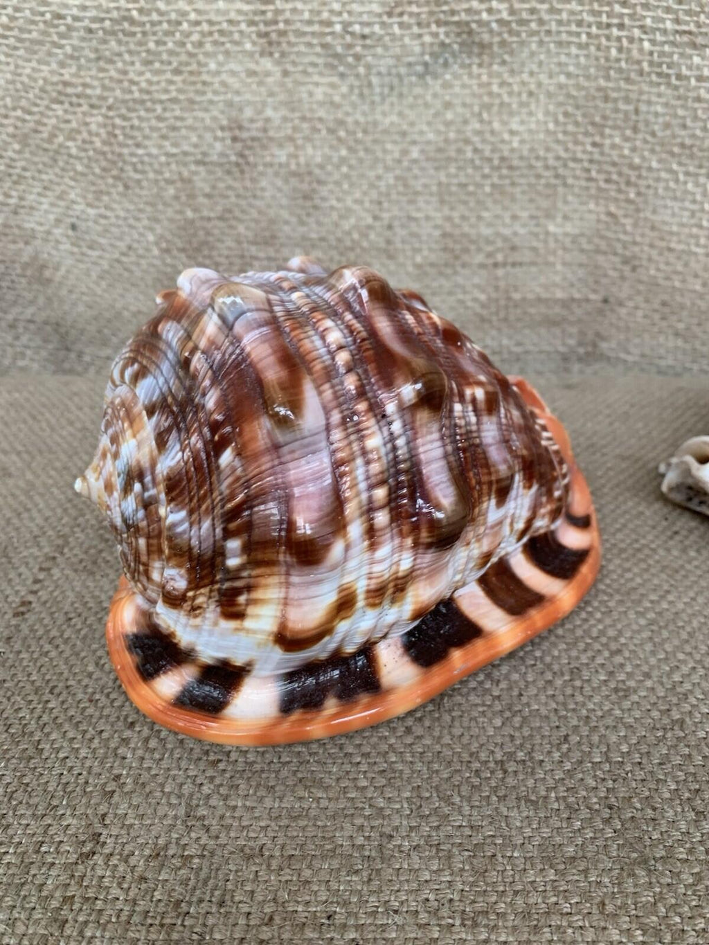 Natural Shell X 2 Medium