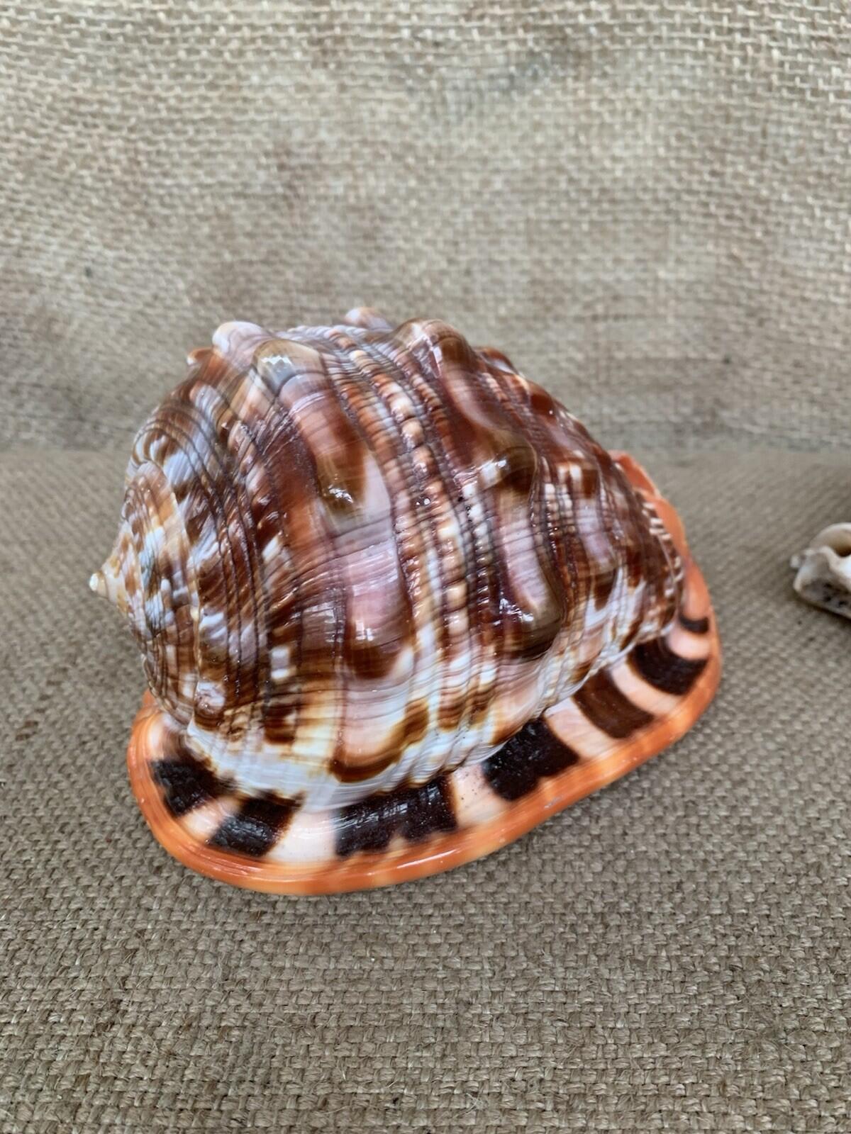 Natural Shell X 2 Medium