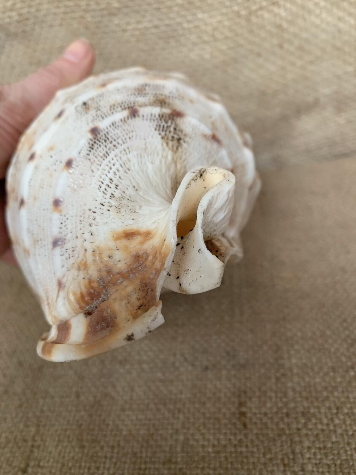 Natural Shell X 2 Medium