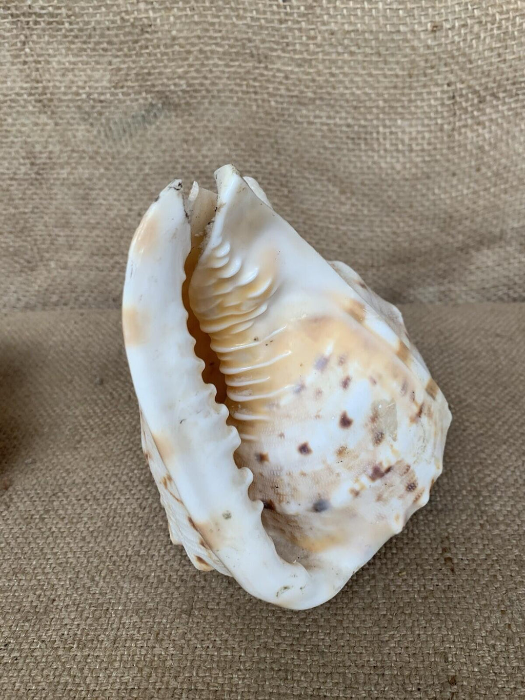 Natural Shell X 2 Medium