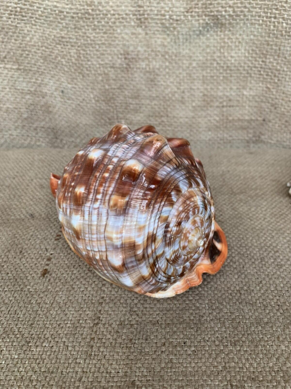 Natural Shell X 2 Medium
