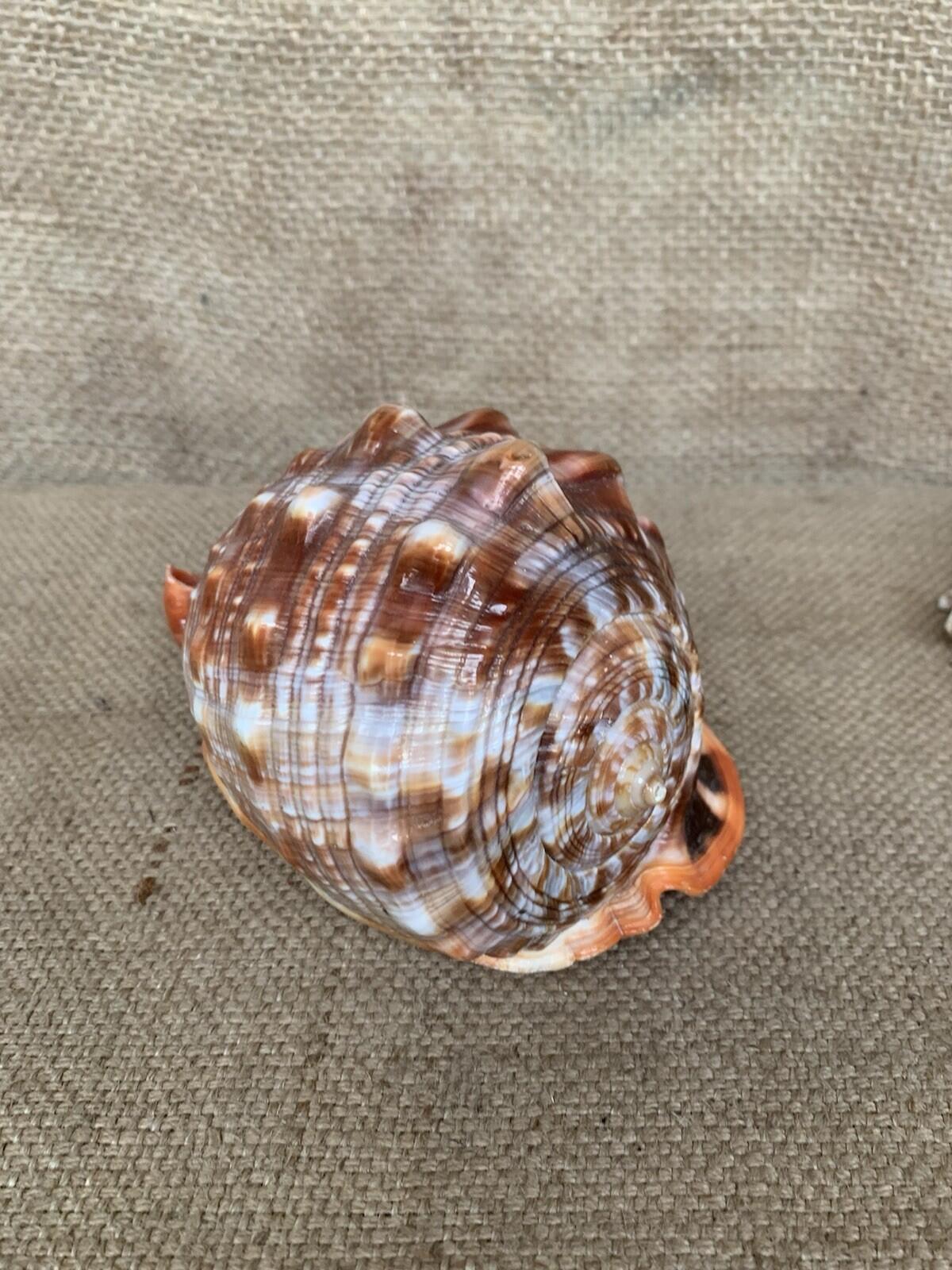Natural Shell X 2 Medium