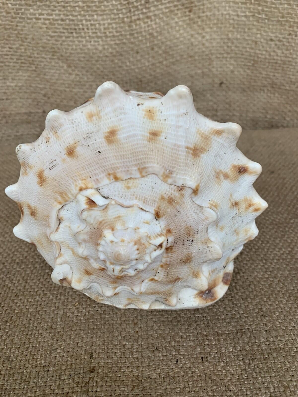Natural Shell X 2 Medium