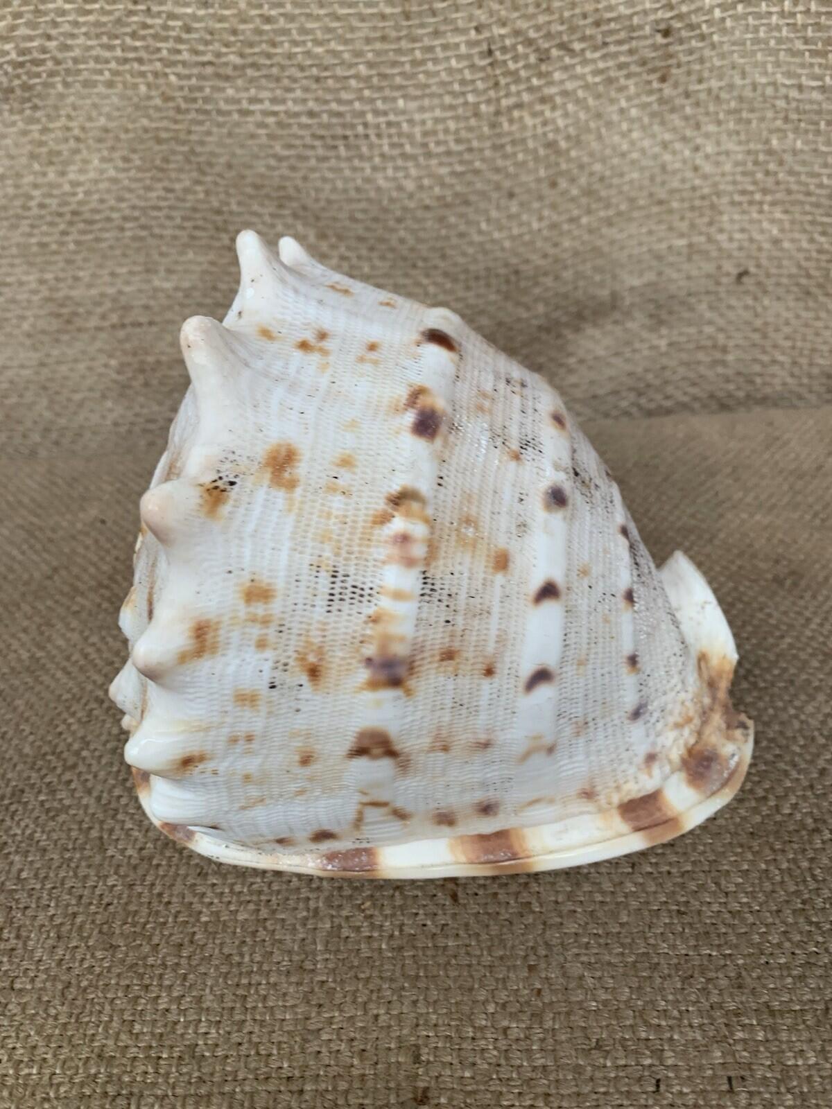Natural Shell X 2 Medium